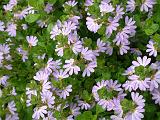 Scaevola flower 